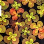 banner enews lillies jun2013 final